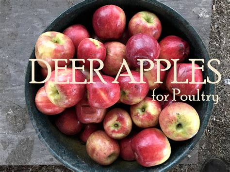 00 Drop apples Annapolis Valley 18102022 Drop applesdeer apples 80 Pick up Lower Canard. . Deer apples for sale in ohio